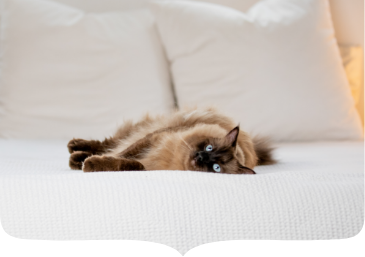 HOW DID CATS GET DOMESTICATED