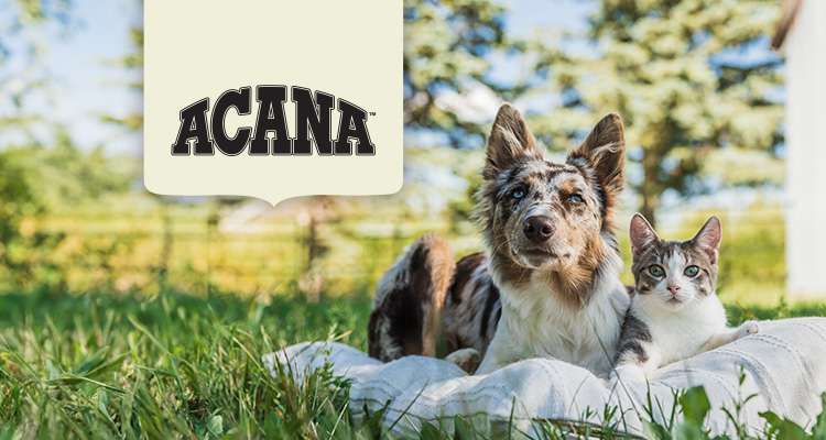 Petstock-Landing-Page